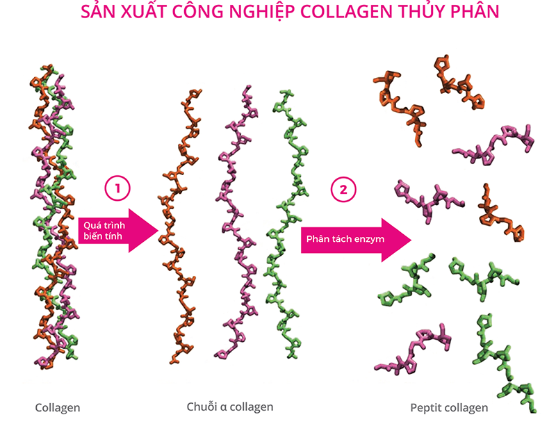 Tại sao lại cần bổ sung Collagen uống ??